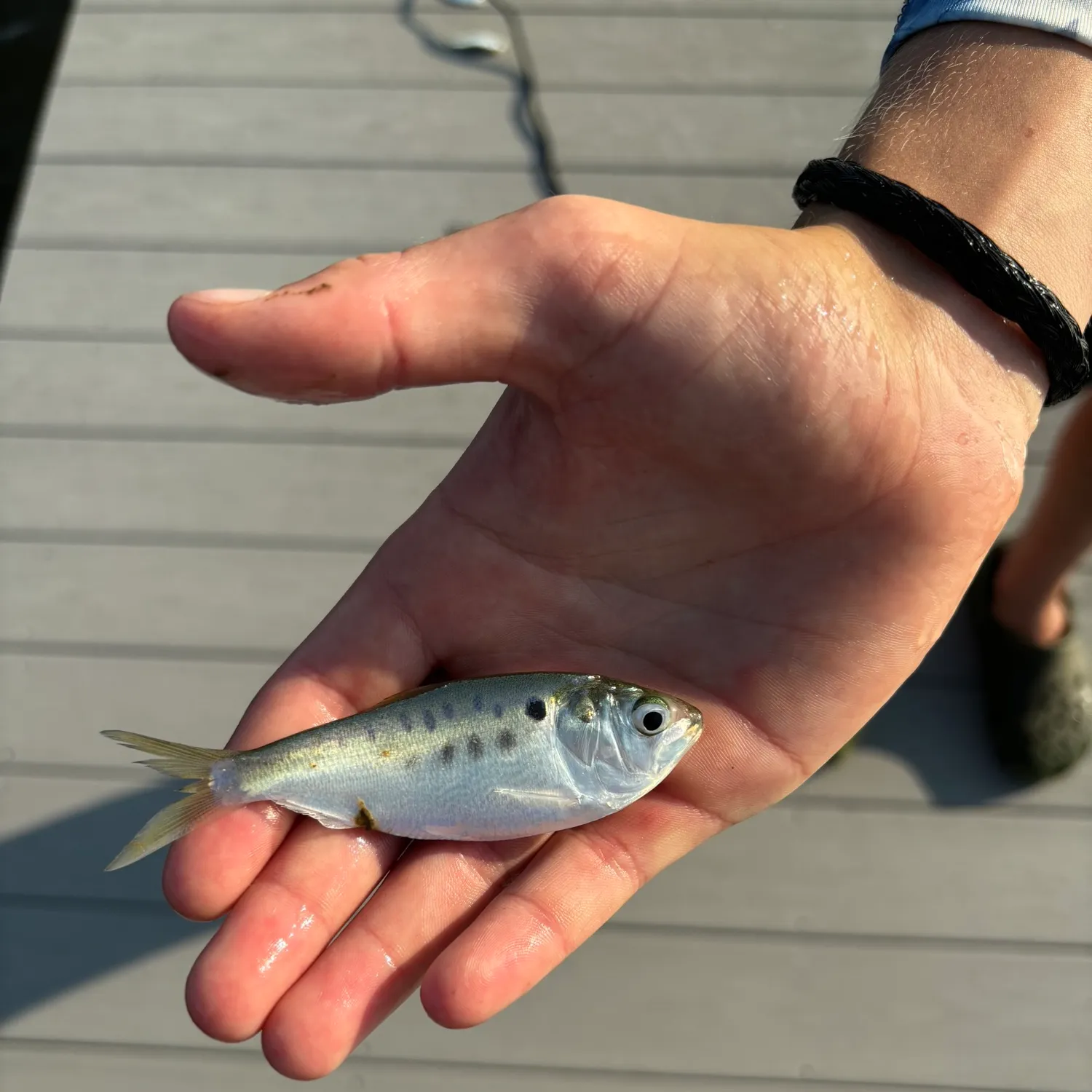 The most popular recent Finescale menhaden catch on Fishbrain