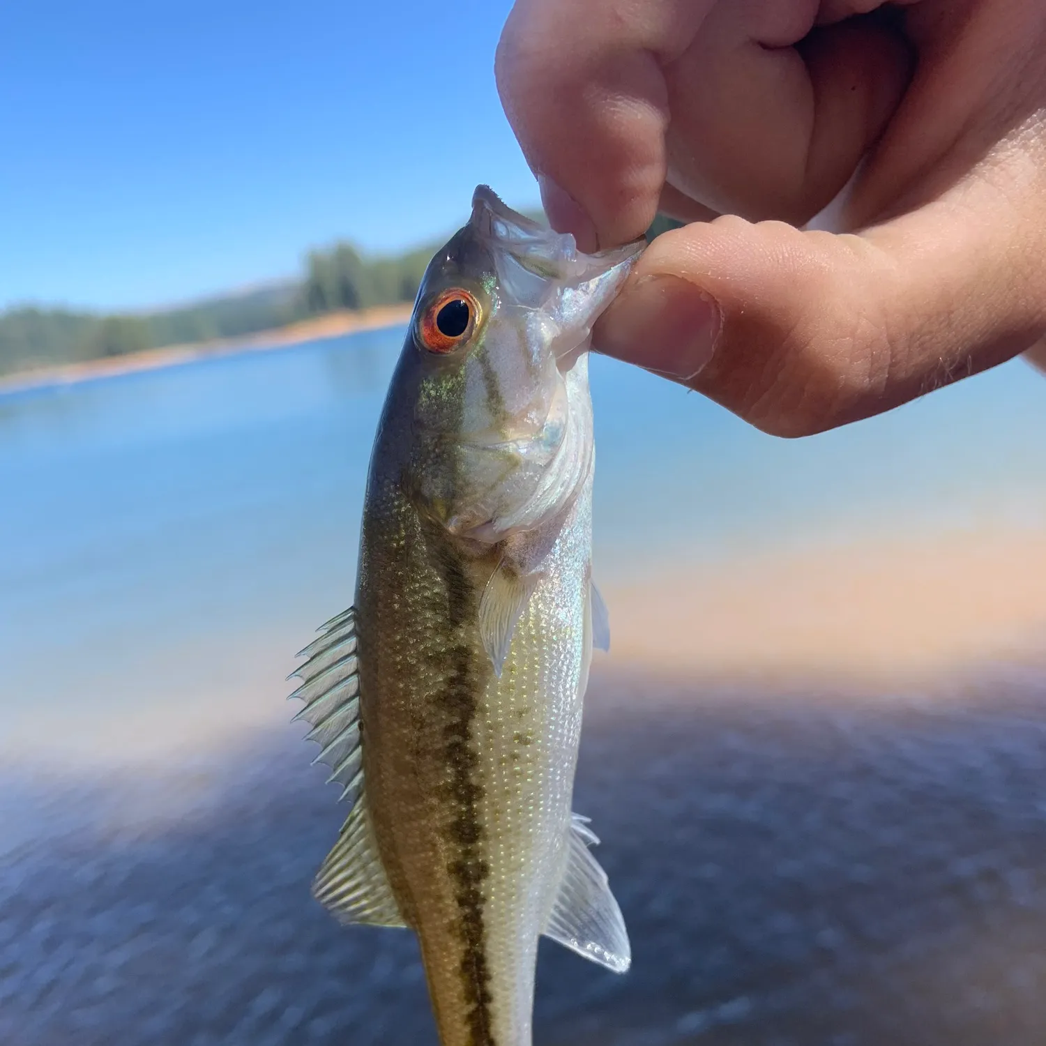 The most popular recent Choctaw bass catch on Fishbrain