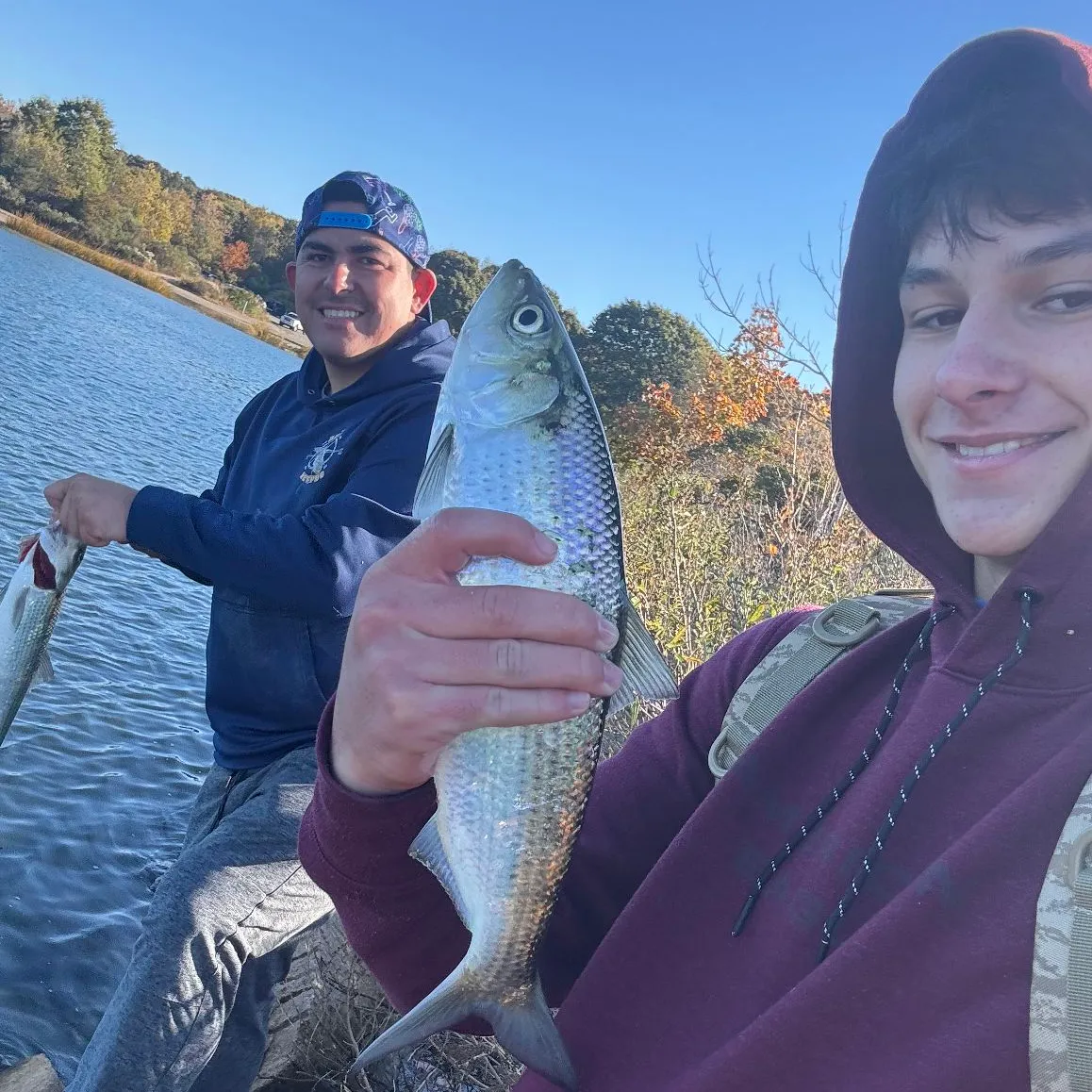 The most popular recent American shad catch on Fishbrain