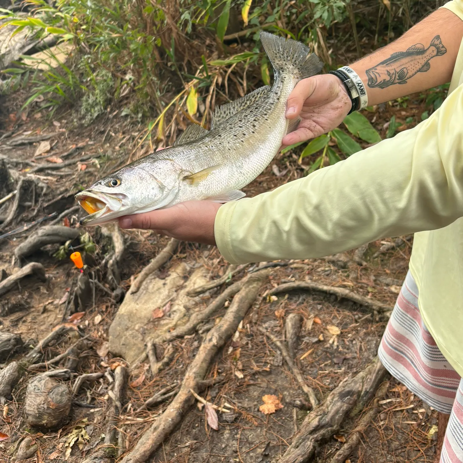 recently logged catches