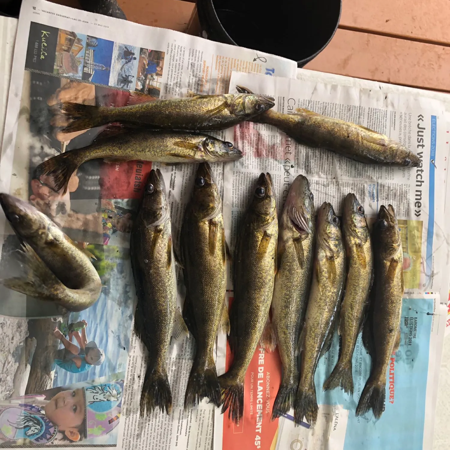 recently logged catches