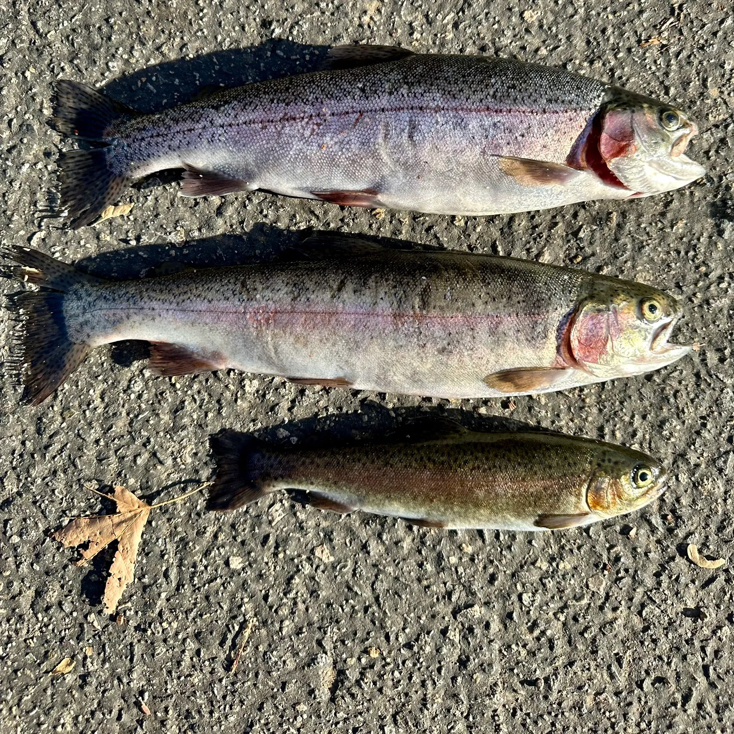 recently logged catches