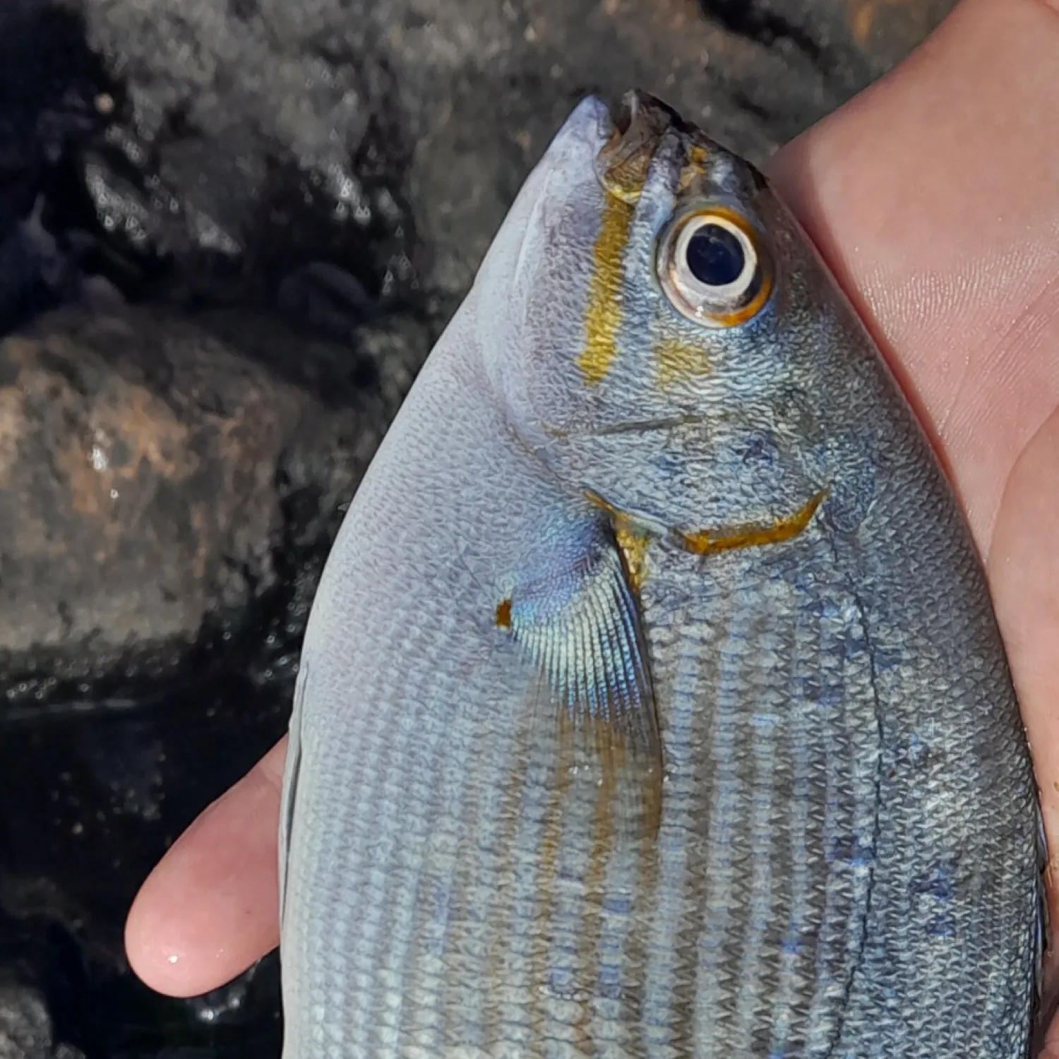 The most popular recent Grey sea chub catch on Fishbrain