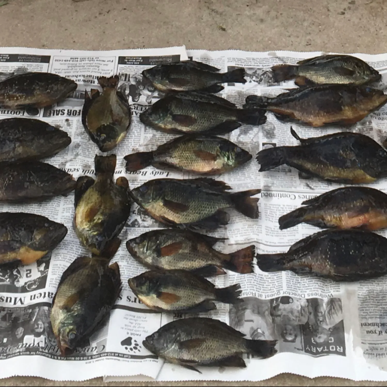 recently logged catches