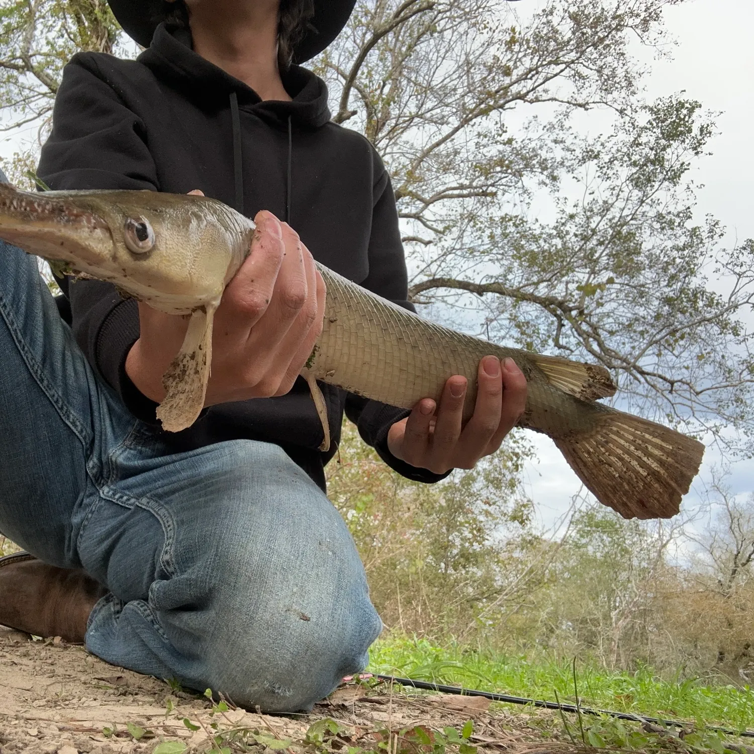 The most popular recent Shortnose gar catch on Fishbrain