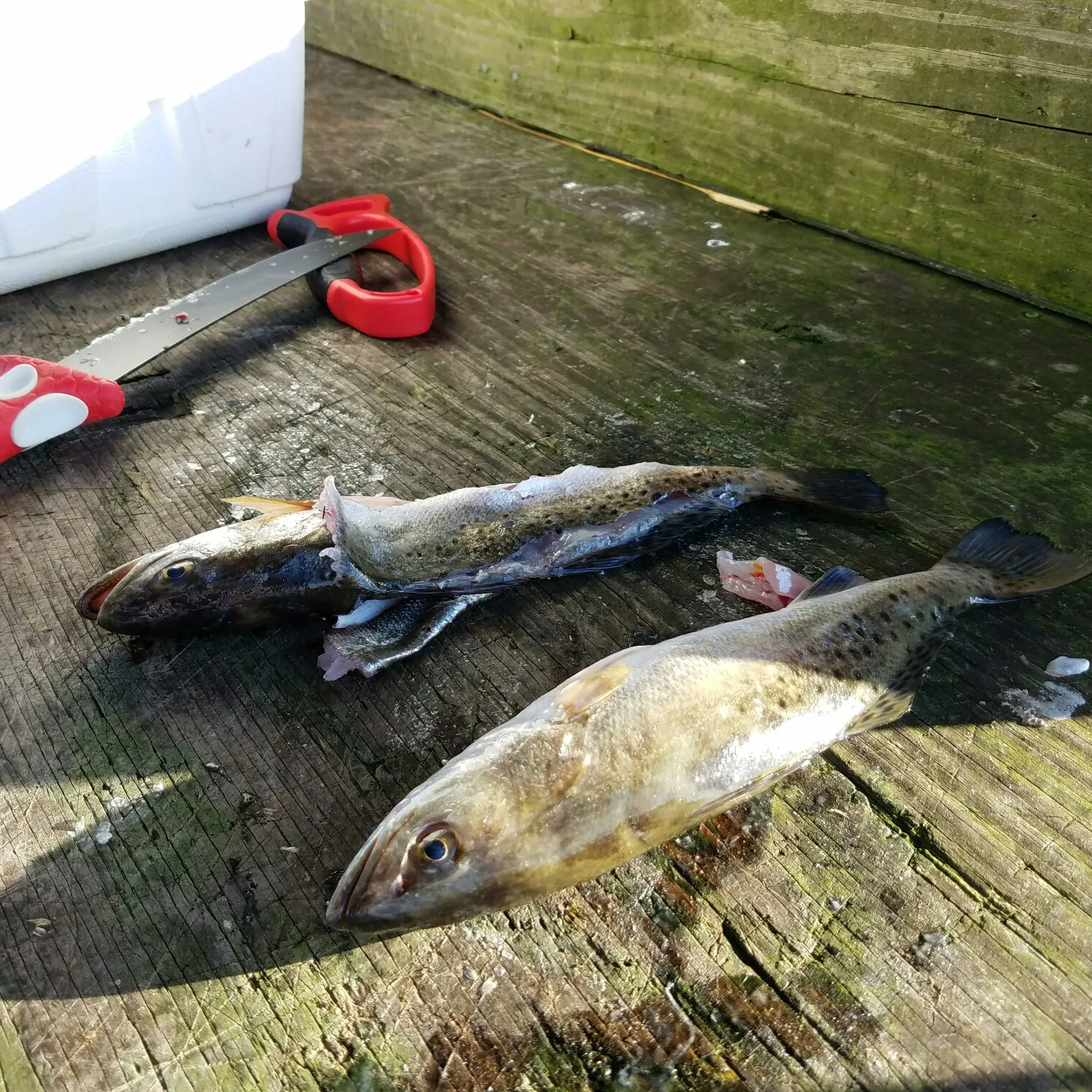 recently logged catches