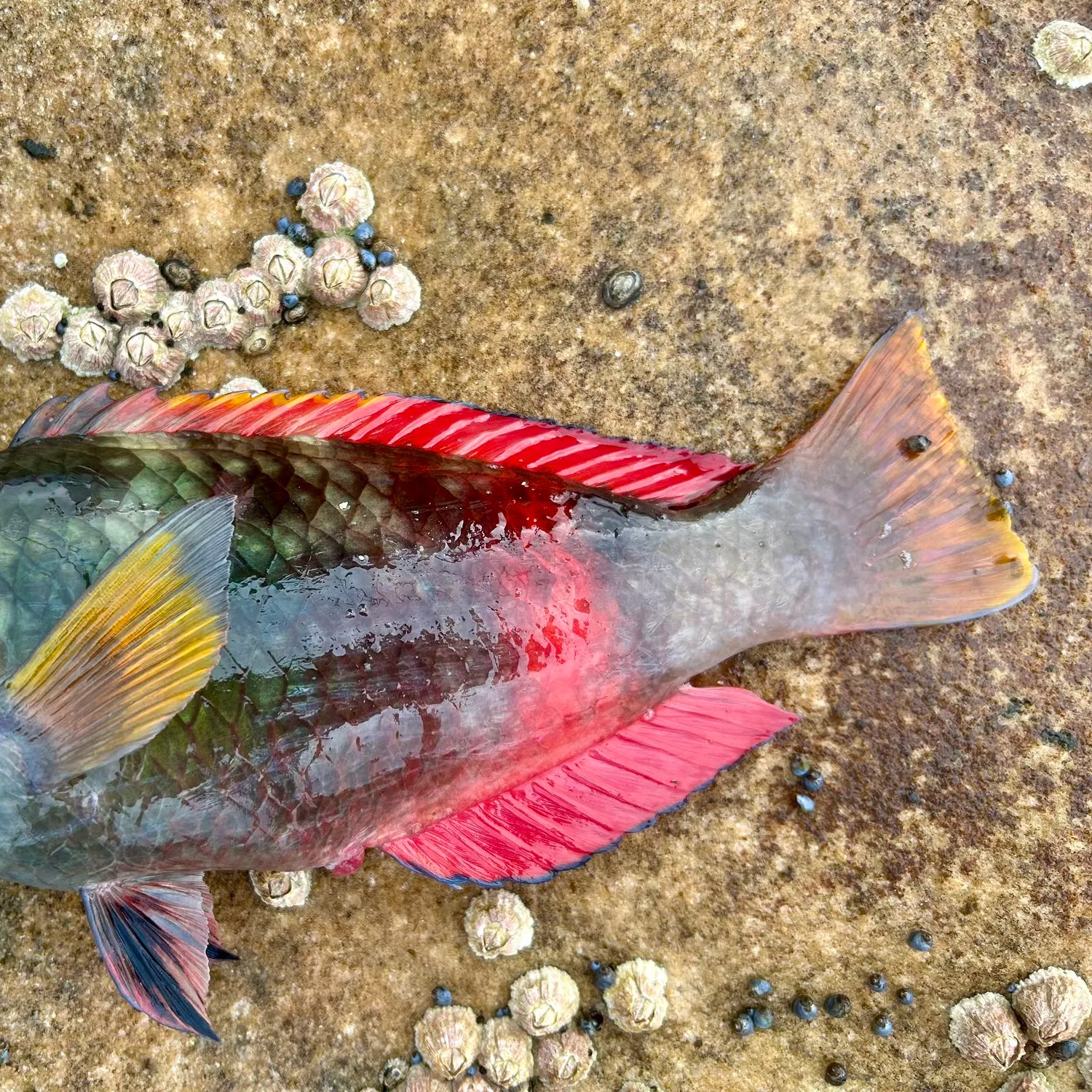 The most popular recent Crimsonband wrasse catch on Fishbrain