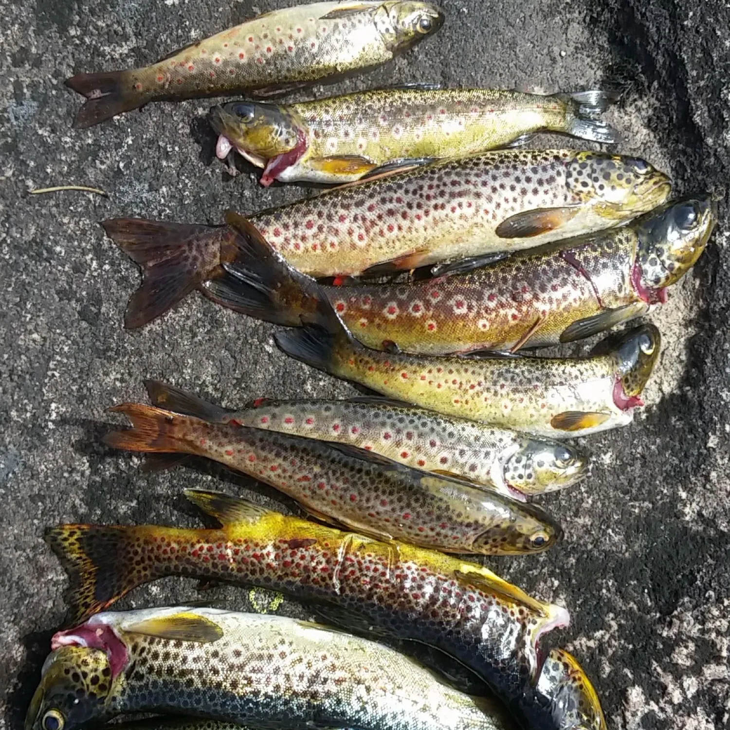 recently logged catches