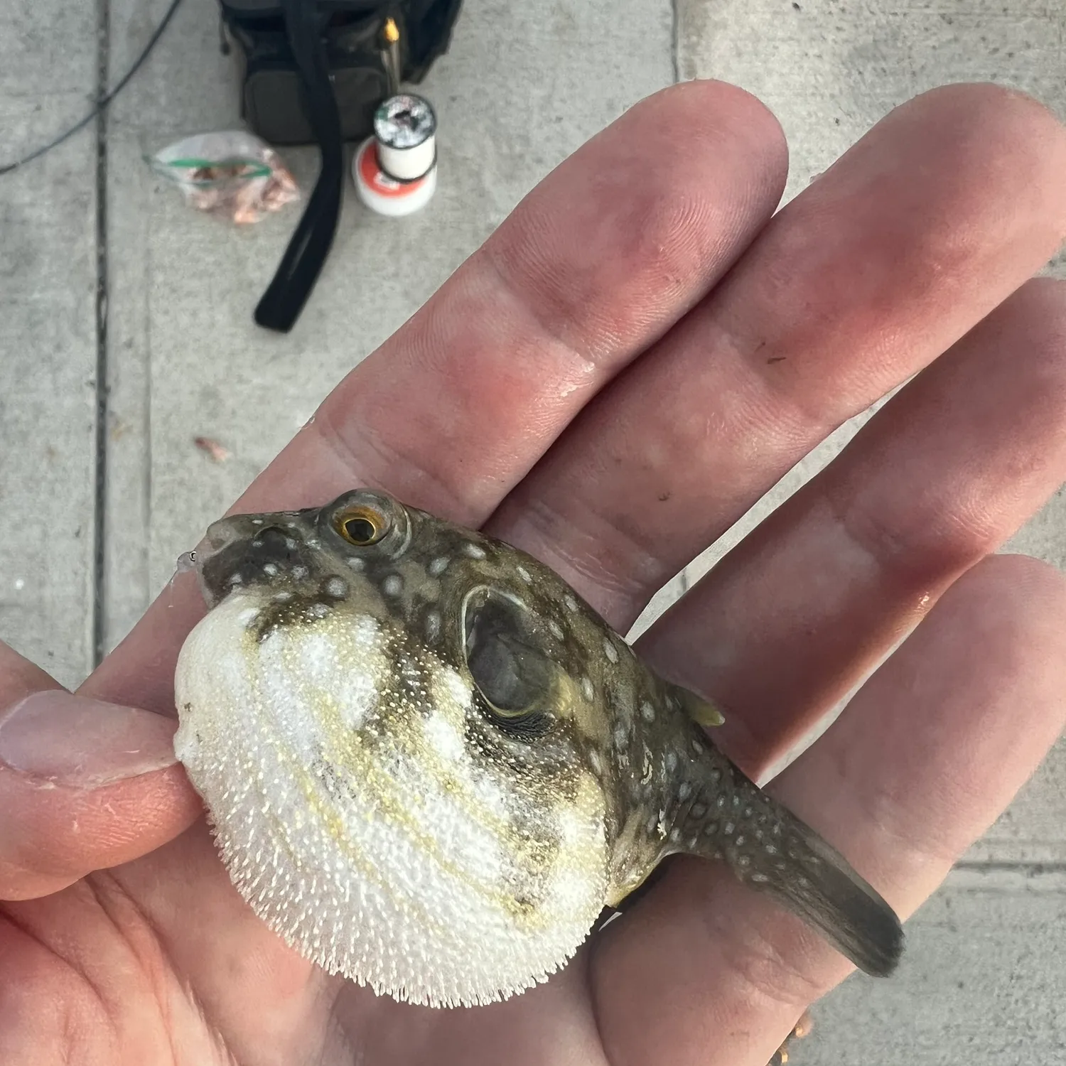 The most popular recent White-spotted puffer catch on Fishbrain