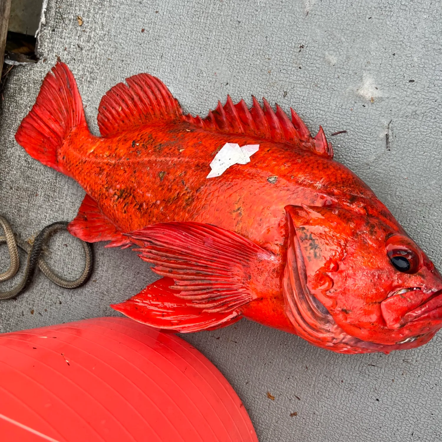 The most popular recent Yelloweye rockfish catch on Fishbrain