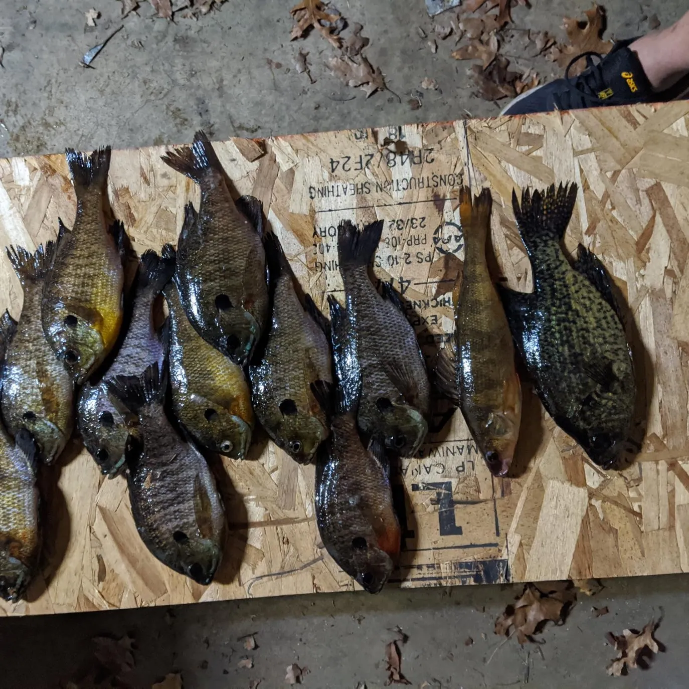 recently logged catches