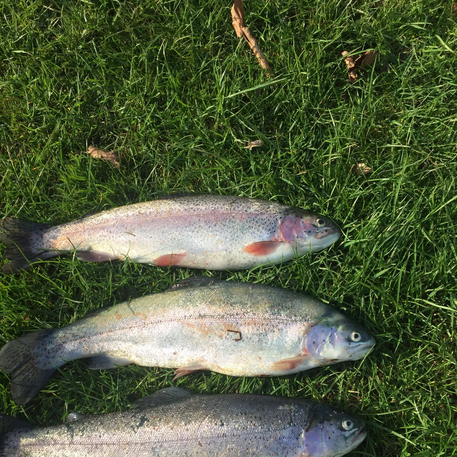 recently logged catches