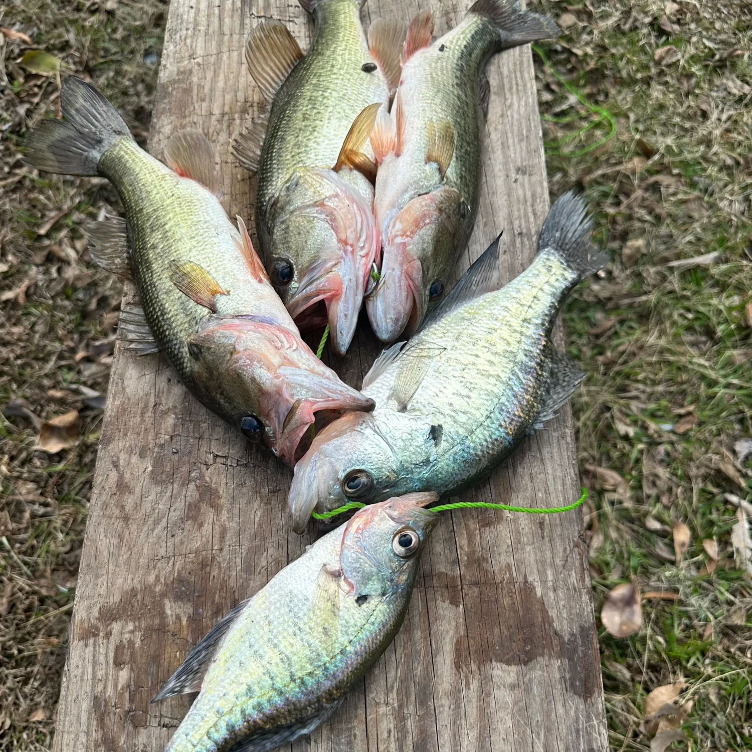 recently logged catches