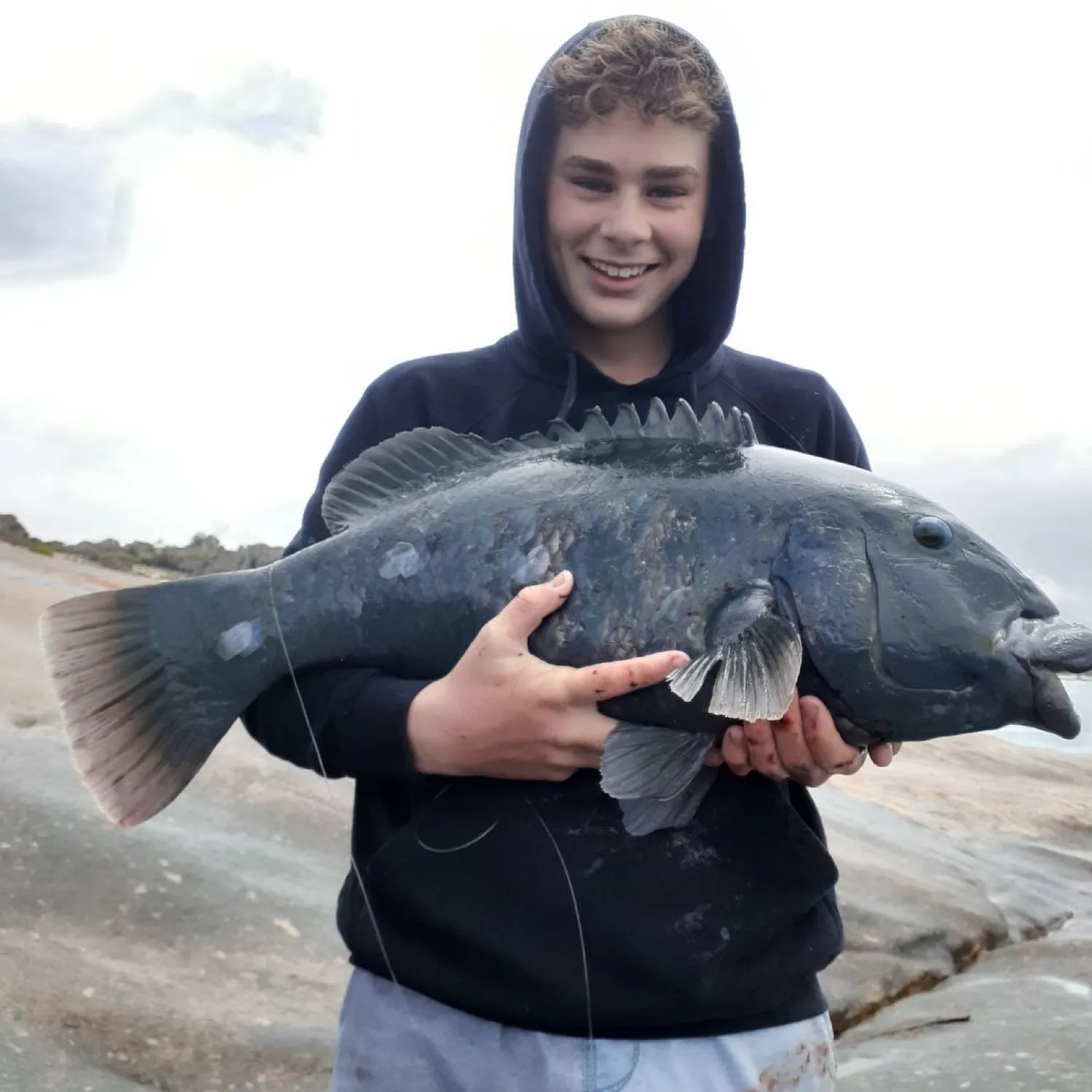 The most popular recent Western blue groper catch on Fishbrain