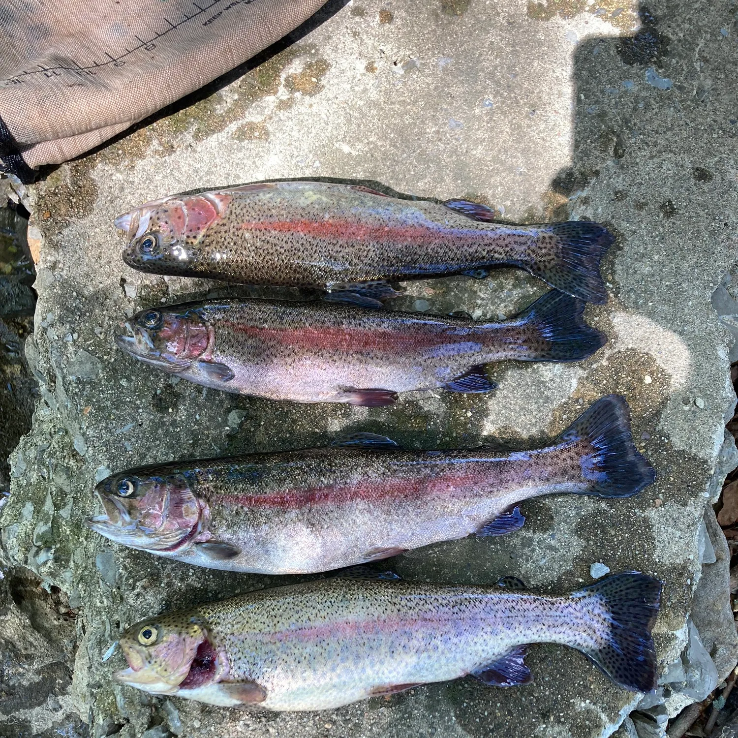 recently logged catches