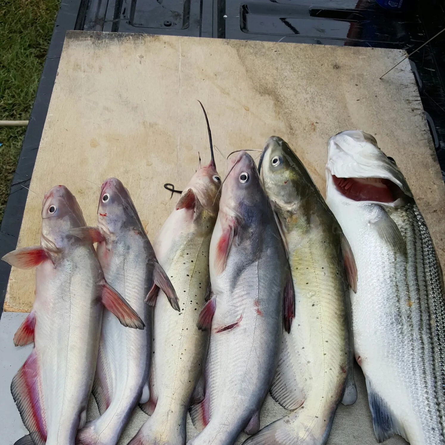 recently logged catches