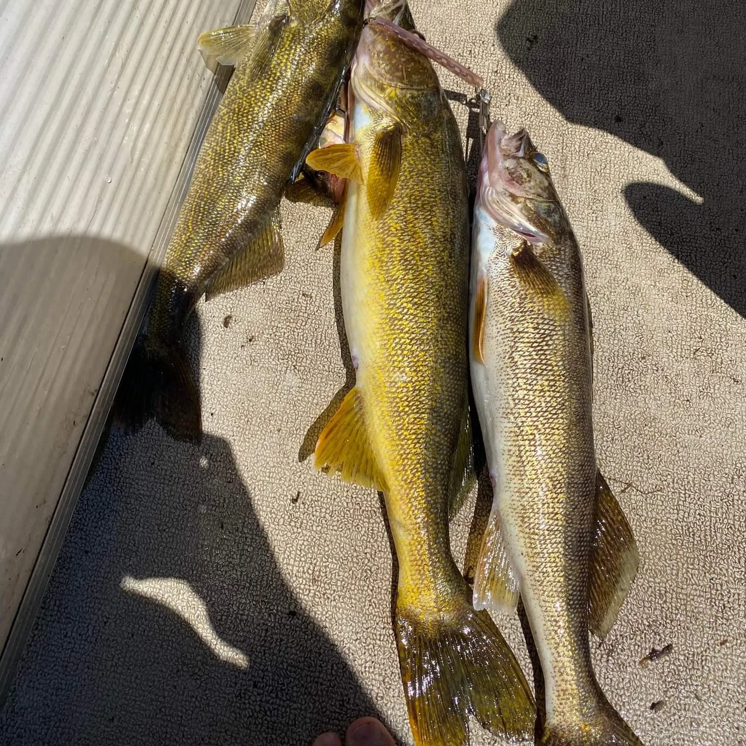 recently logged catches