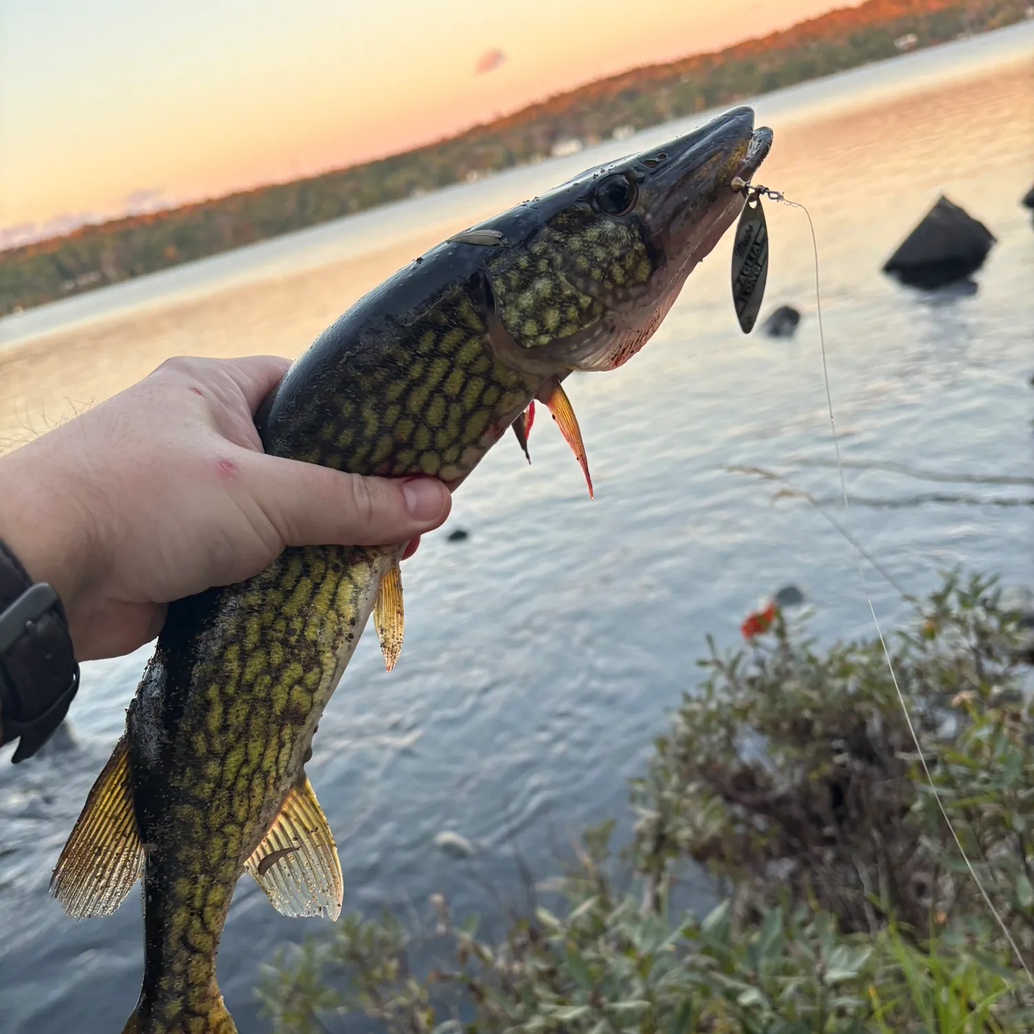 recently logged catches