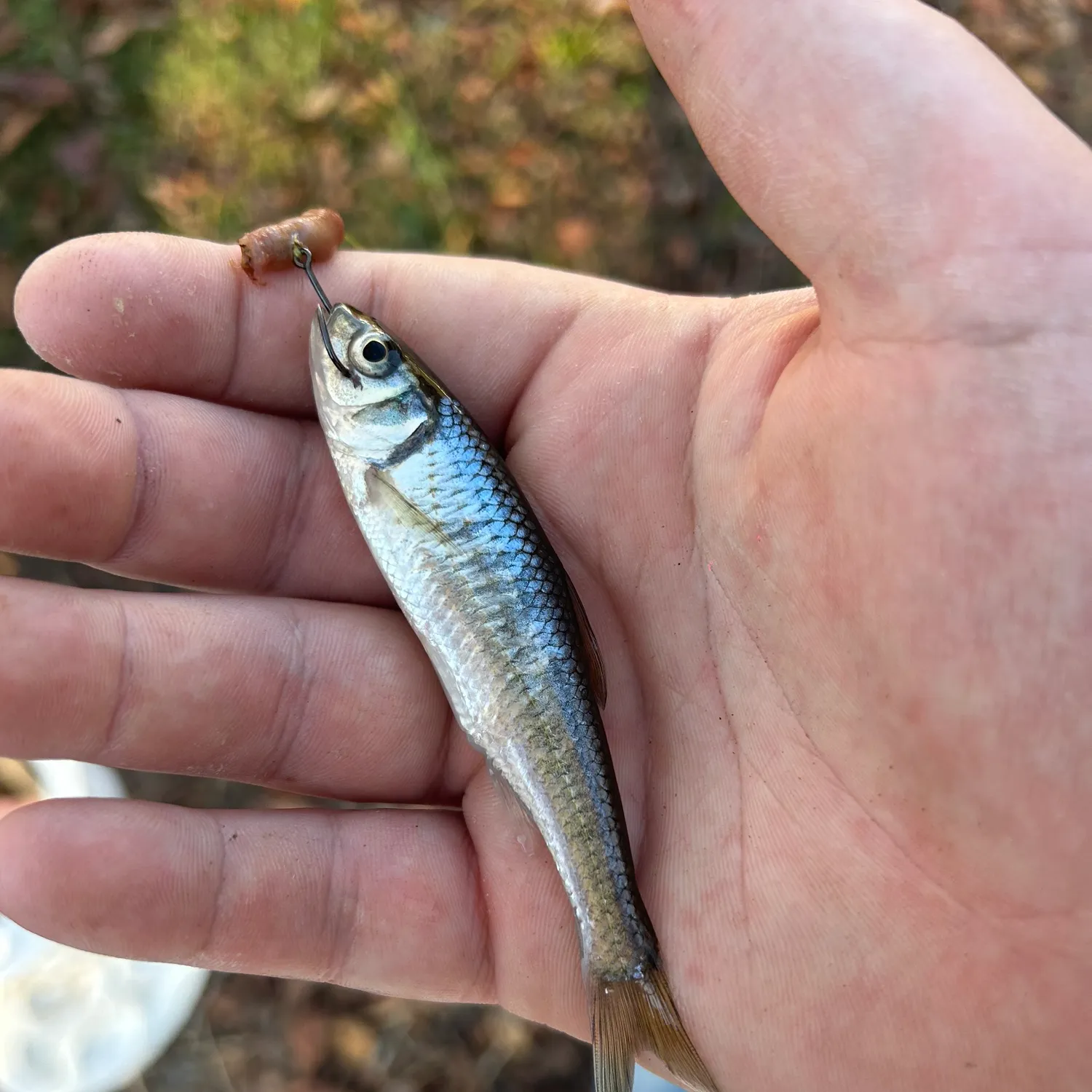 The most popular recent Silver chub catch on Fishbrain