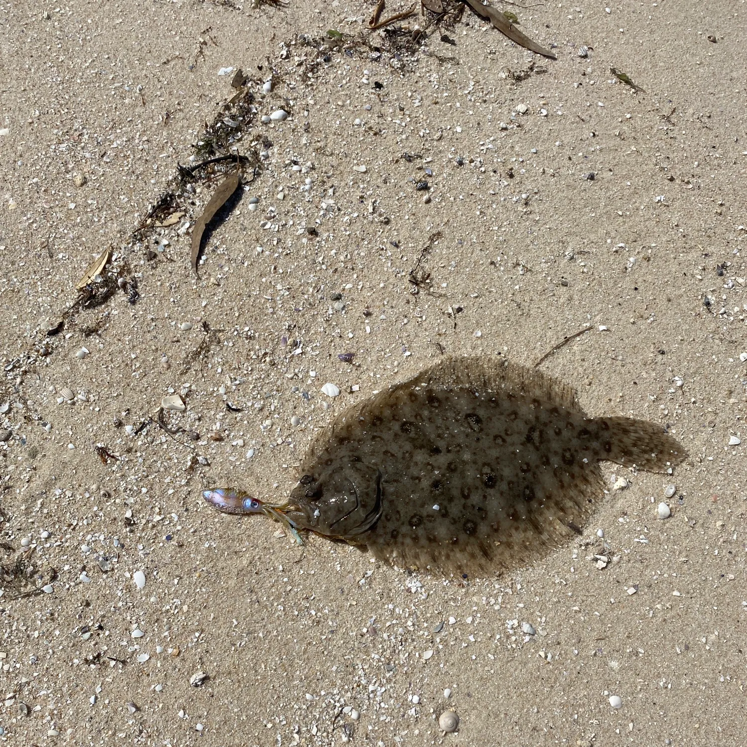 The most popular recent Smalltooth flounder catch on Fishbrain