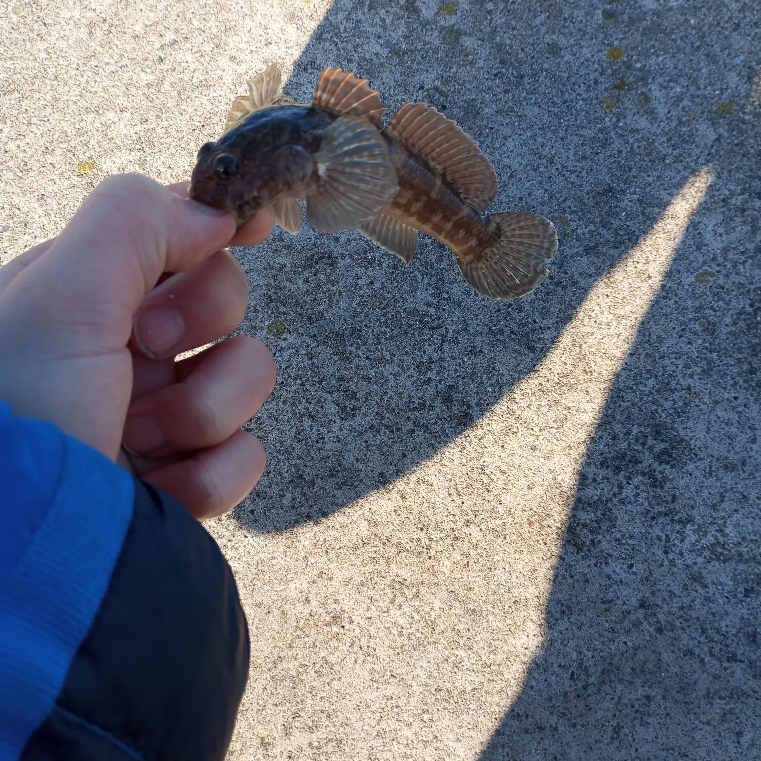 The most popular recent Rock goby catch on Fishbrain