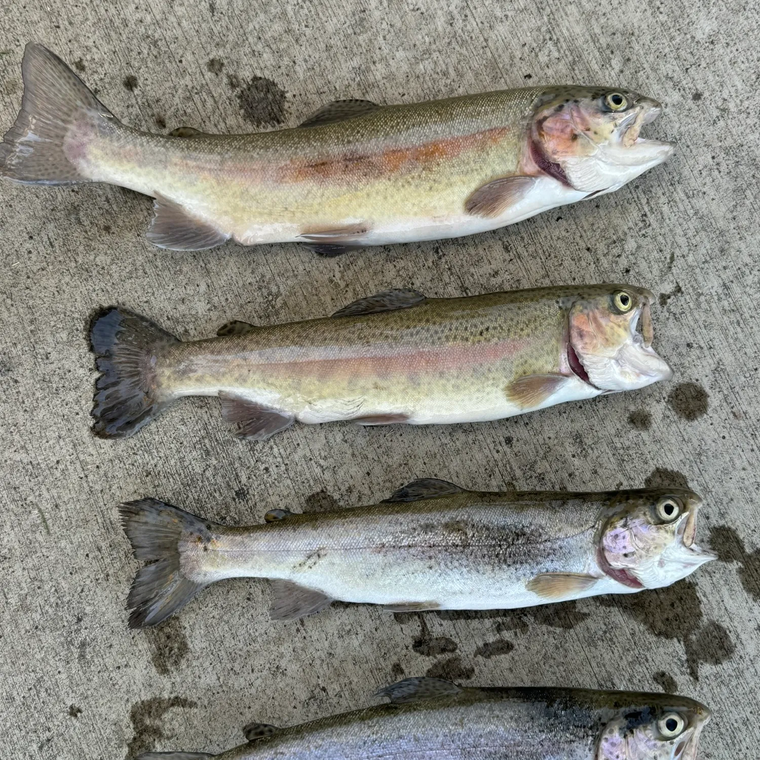 recently logged catches