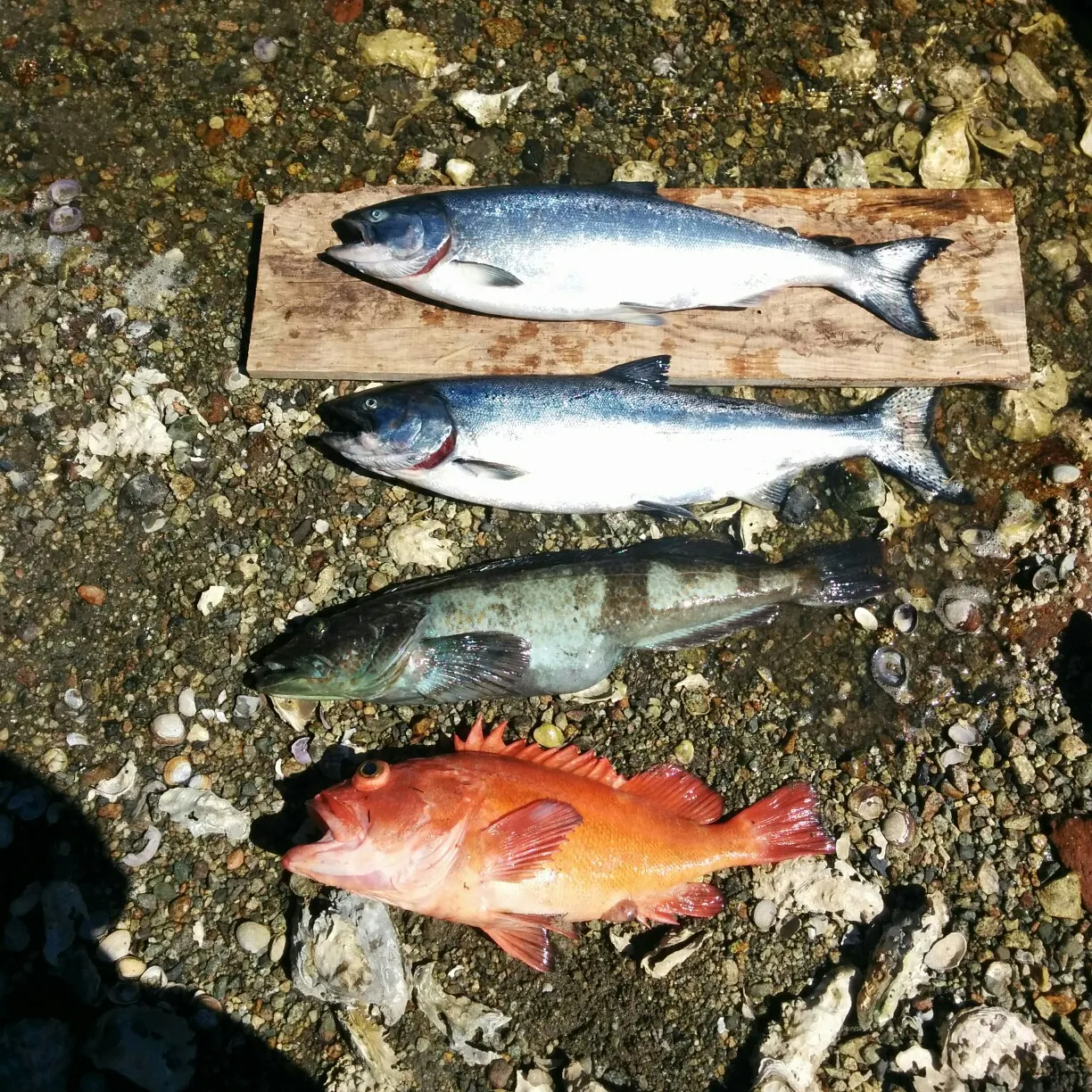 recently logged catches