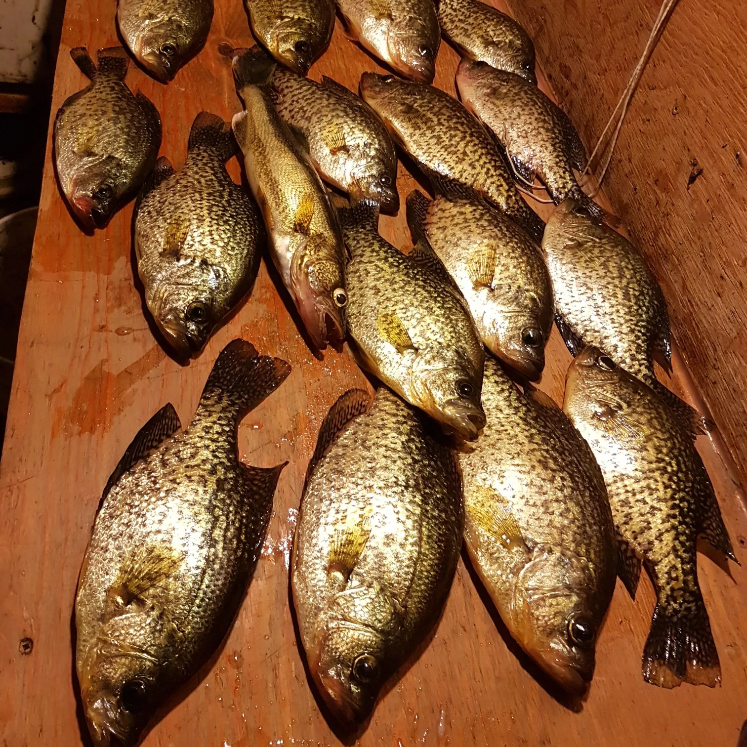 recently logged catches