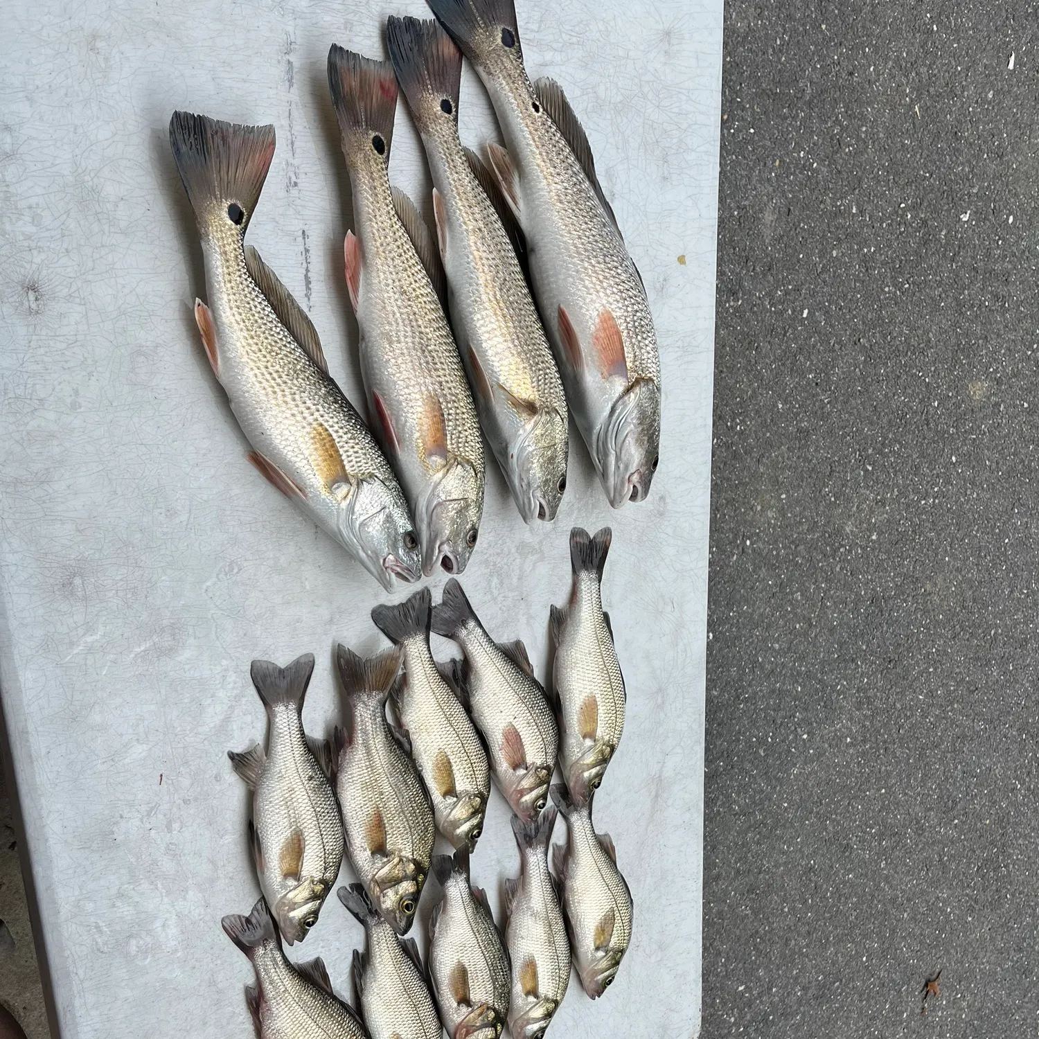 recently logged catches