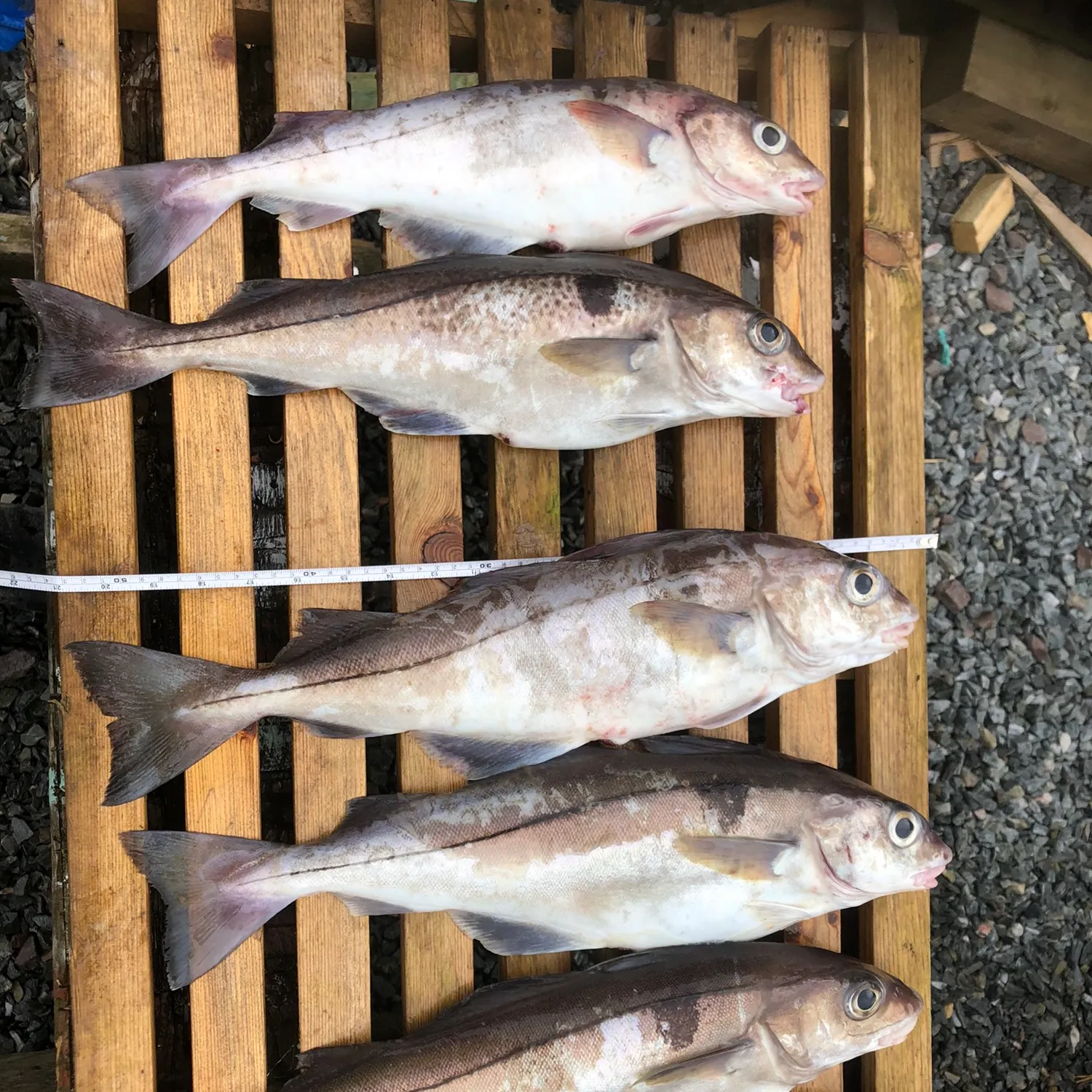 recently logged catches