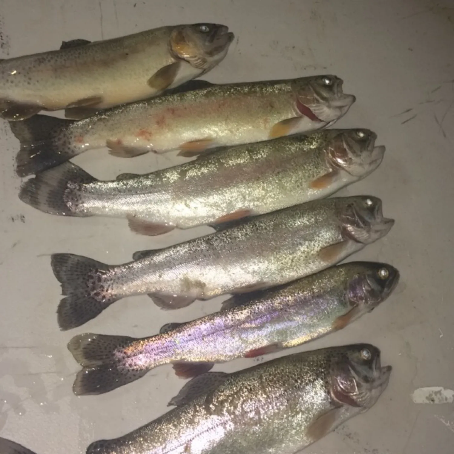 recently logged catches