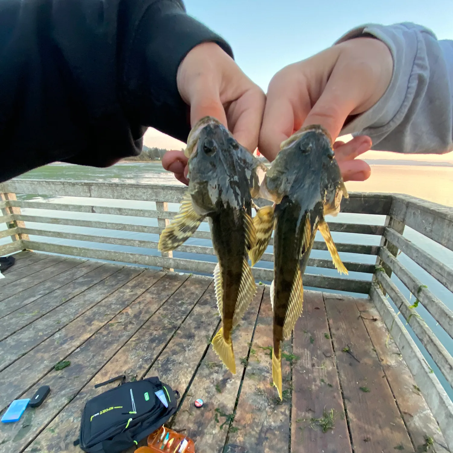 The most popular recent Pacific staghorn sculpin catch on Fishbrain