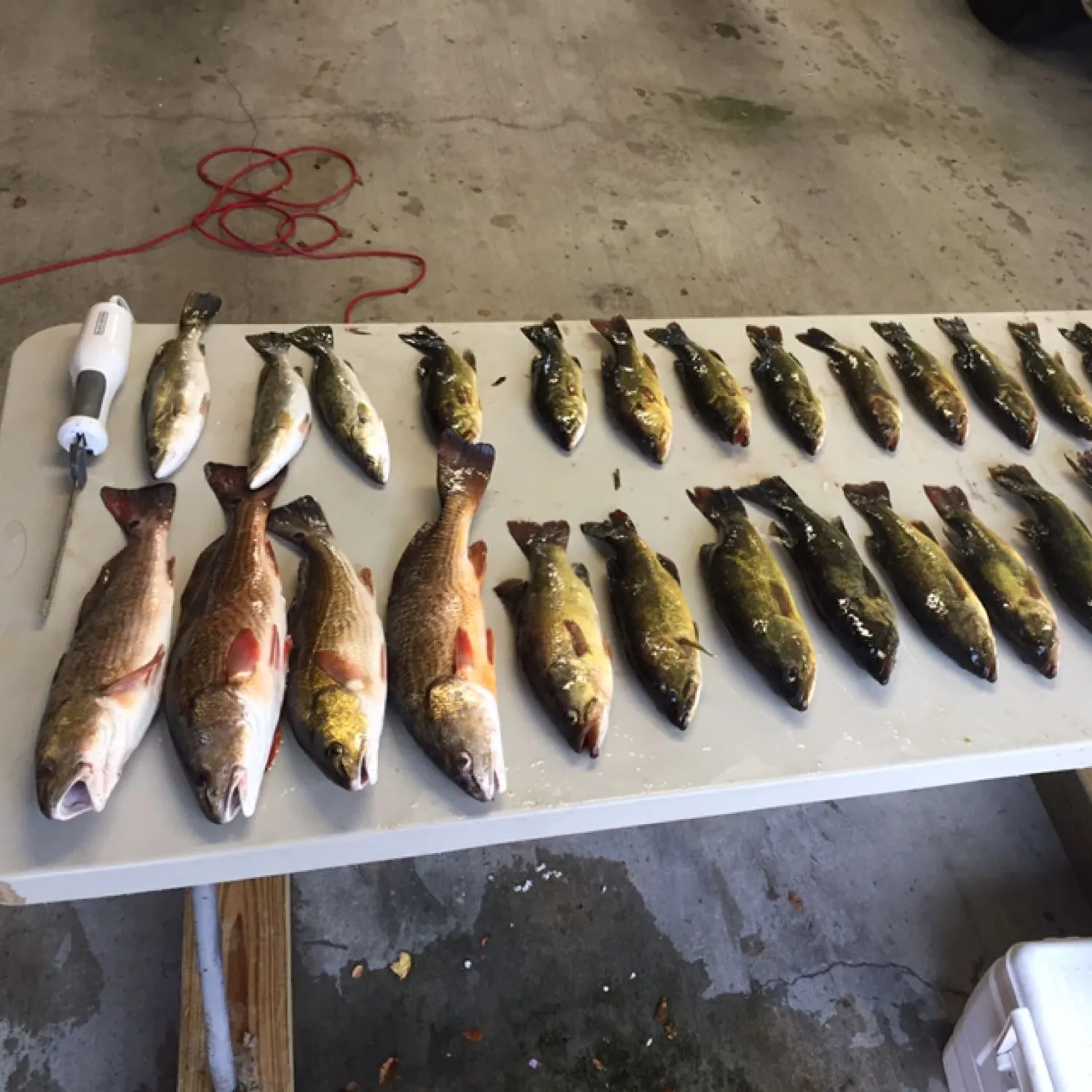 recently logged catches