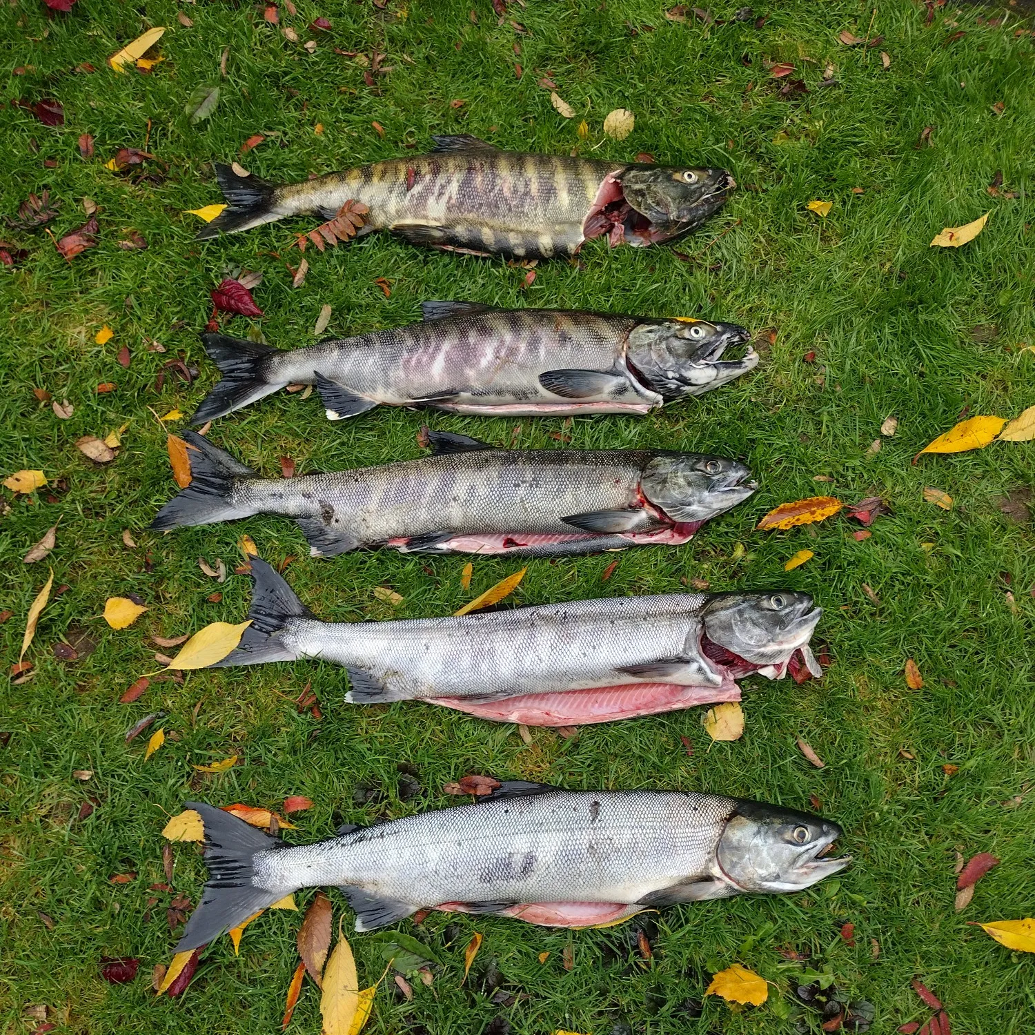 recently logged catches