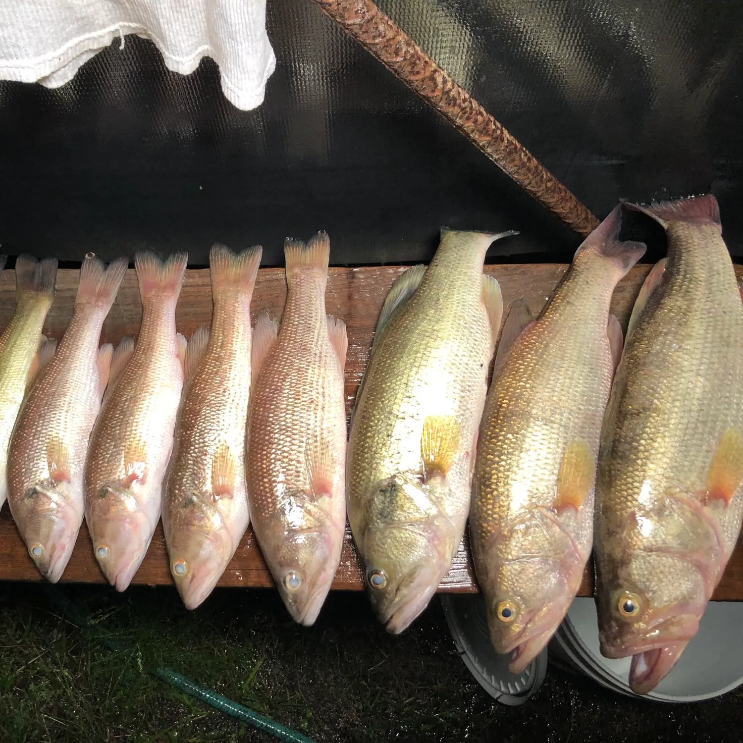 recently logged catches