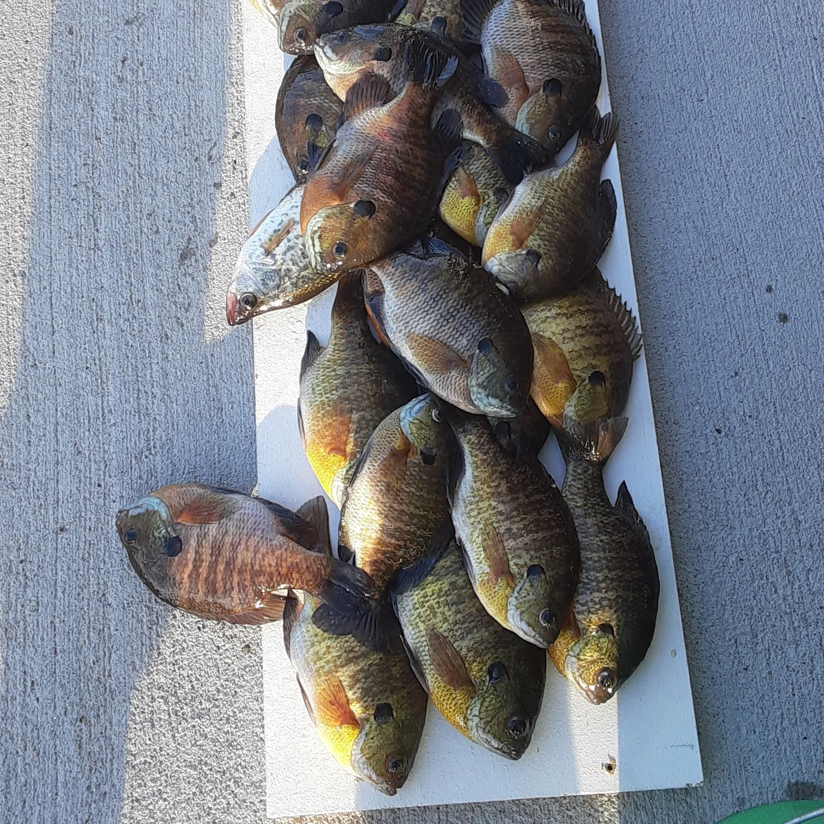 recently logged catches