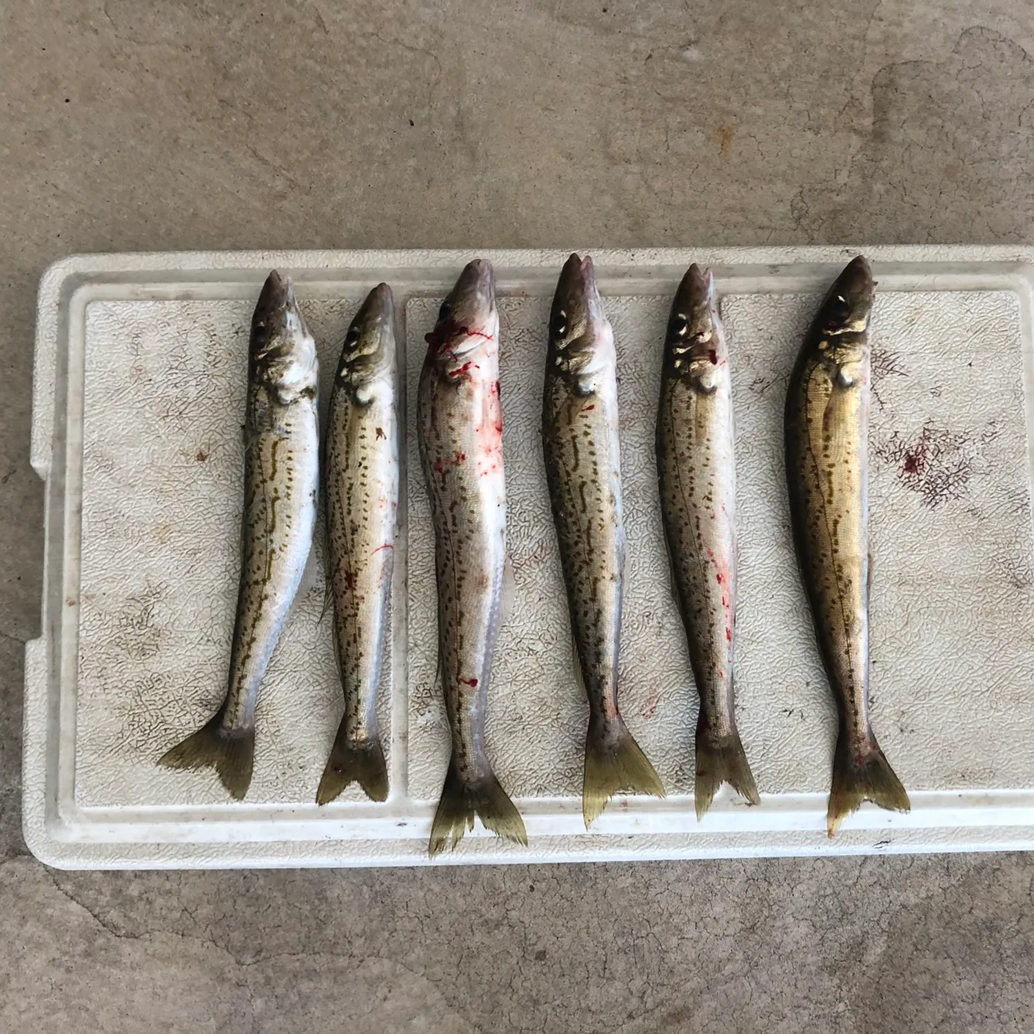 recently logged catches