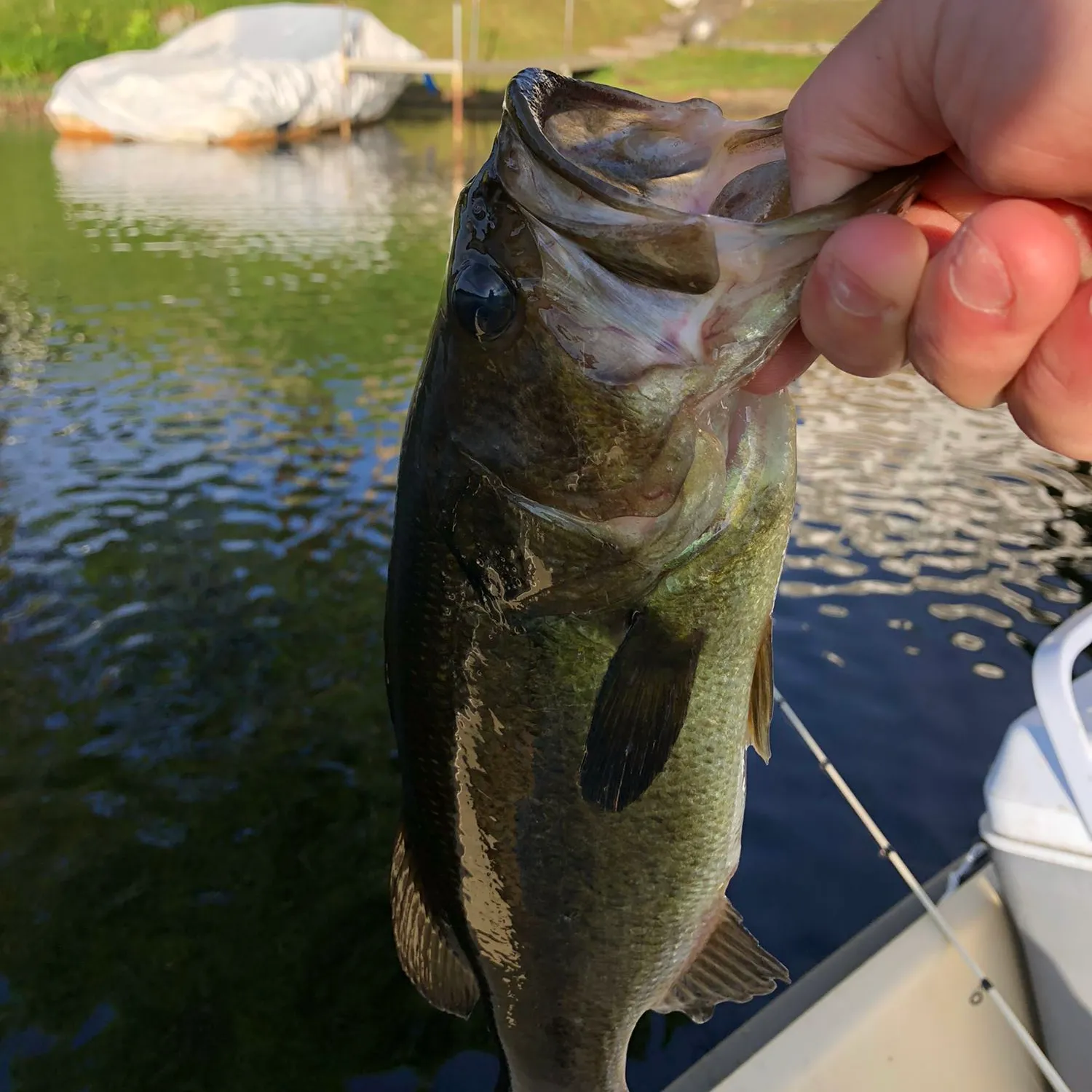 ᐅ Hardwick Pond fishing reports🎣• Belchertown, MA (United States) fishing