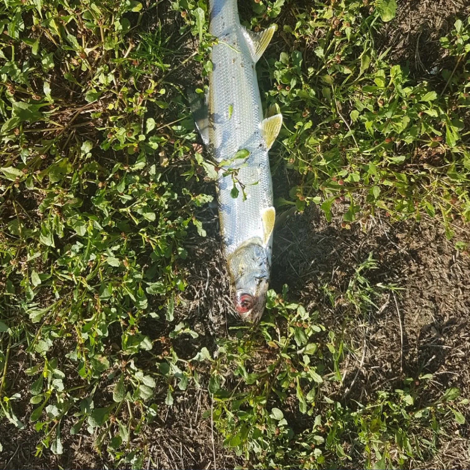 The most popular recent Hawaiian ladyfish catch on Fishbrain