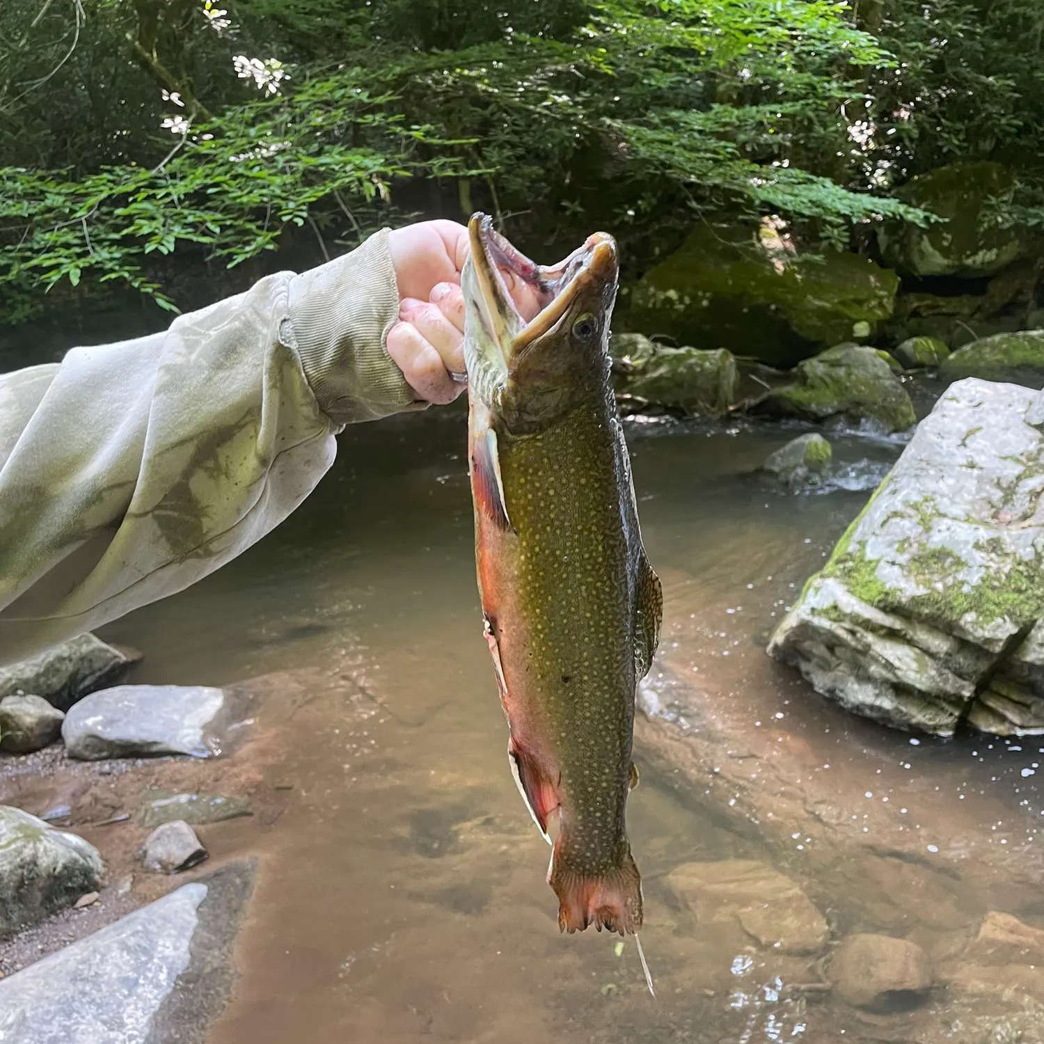 recently logged catches