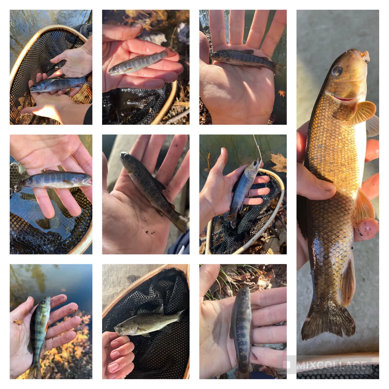 recently logged catches