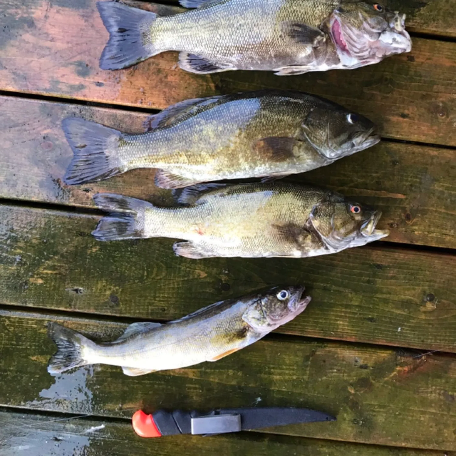 recently logged catches