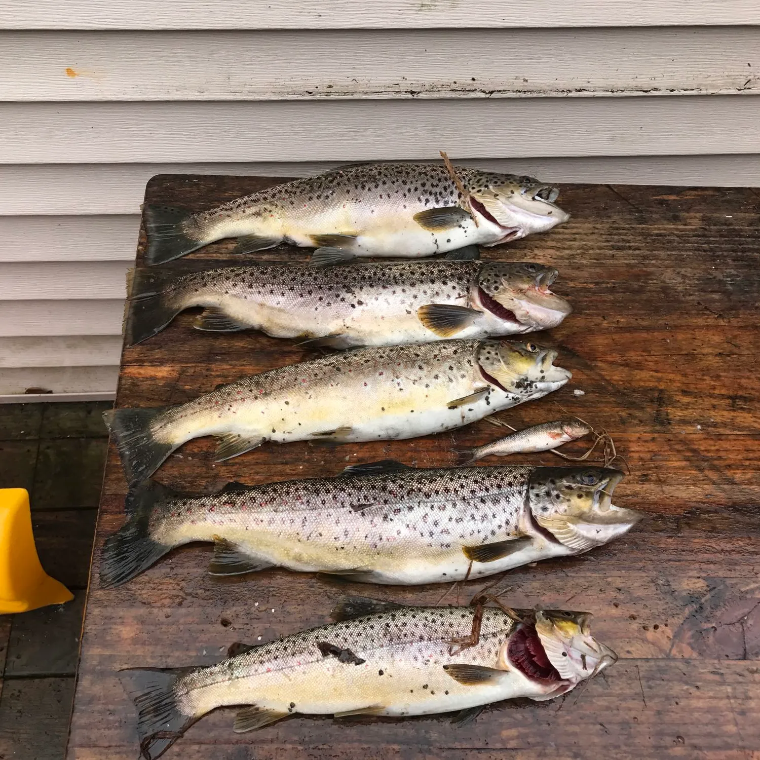 recently logged catches