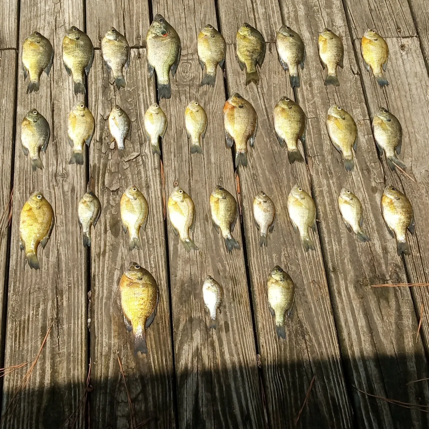 recently logged catches