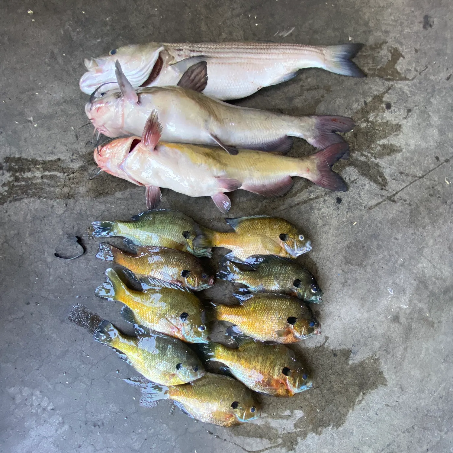 recently logged catches