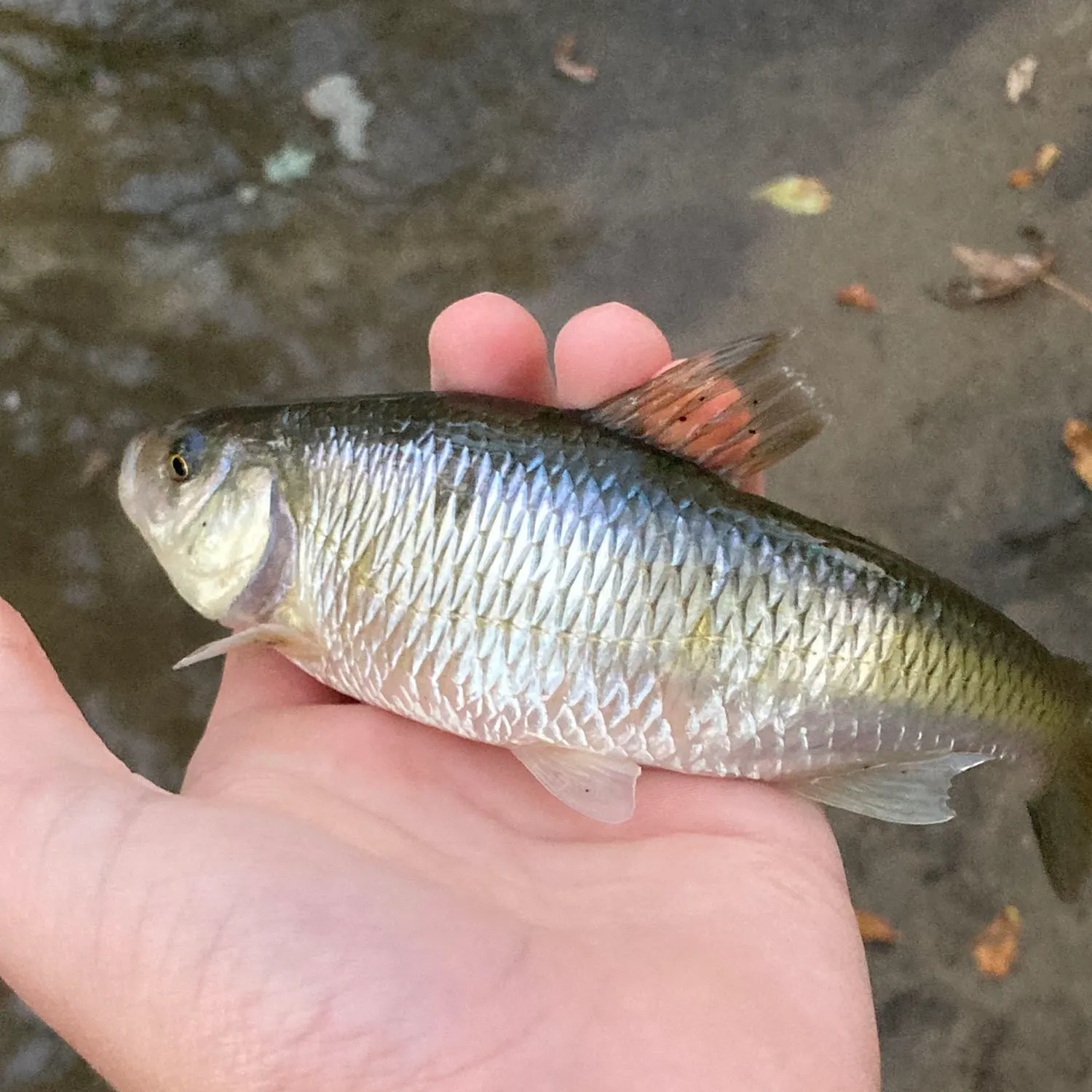 The most popular recent European chub catch on Fishbrain