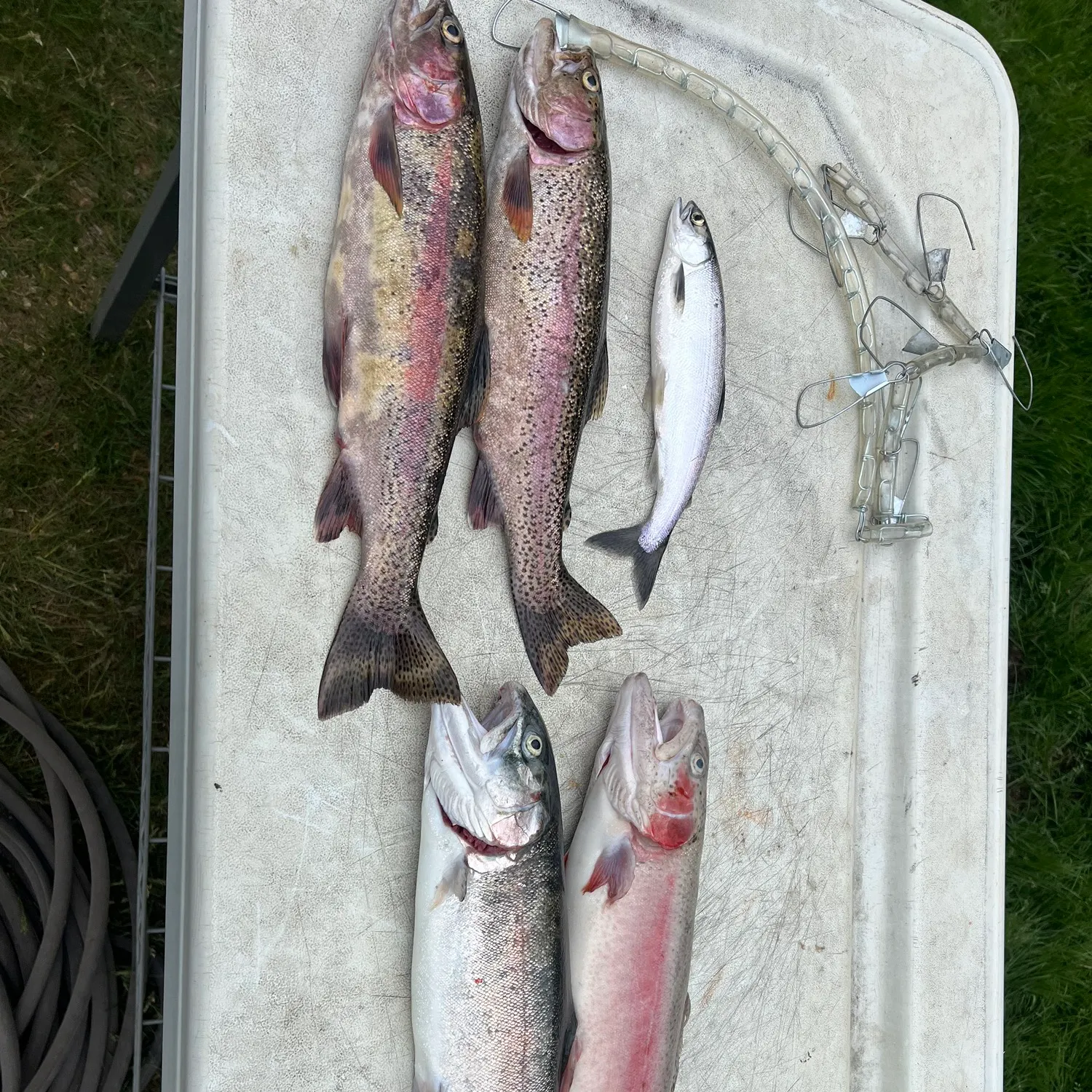 recently logged catches