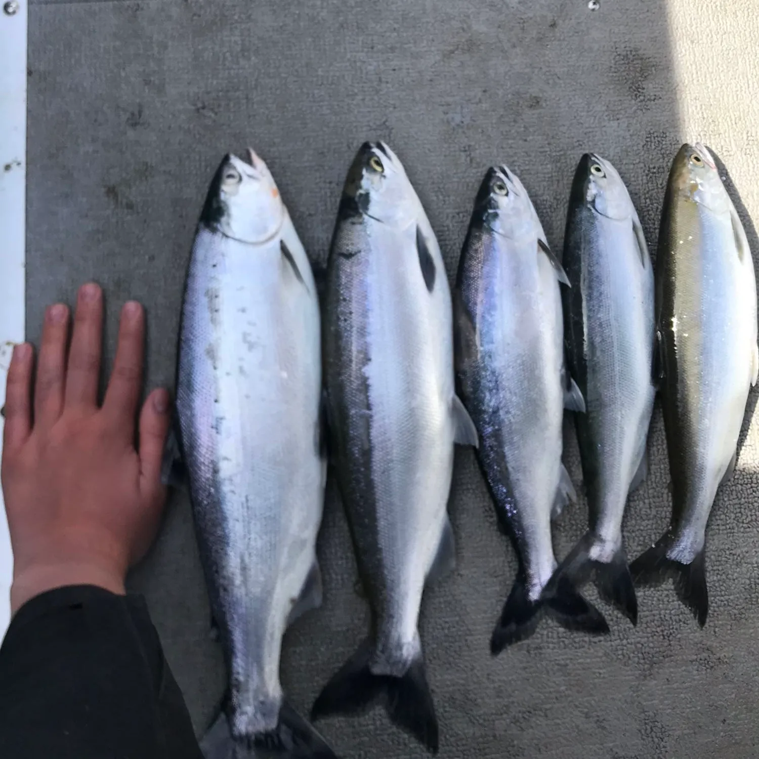 recently logged catches