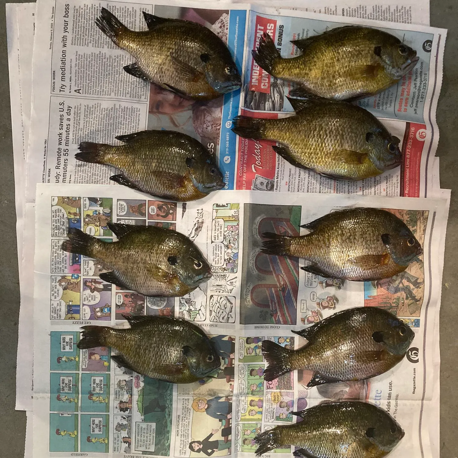 recently logged catches