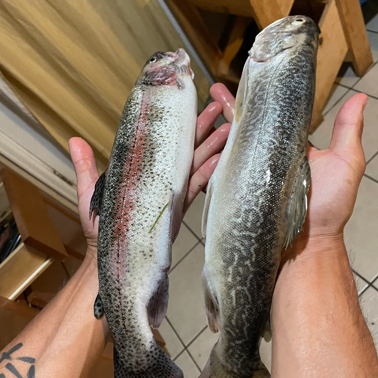 recently logged catches